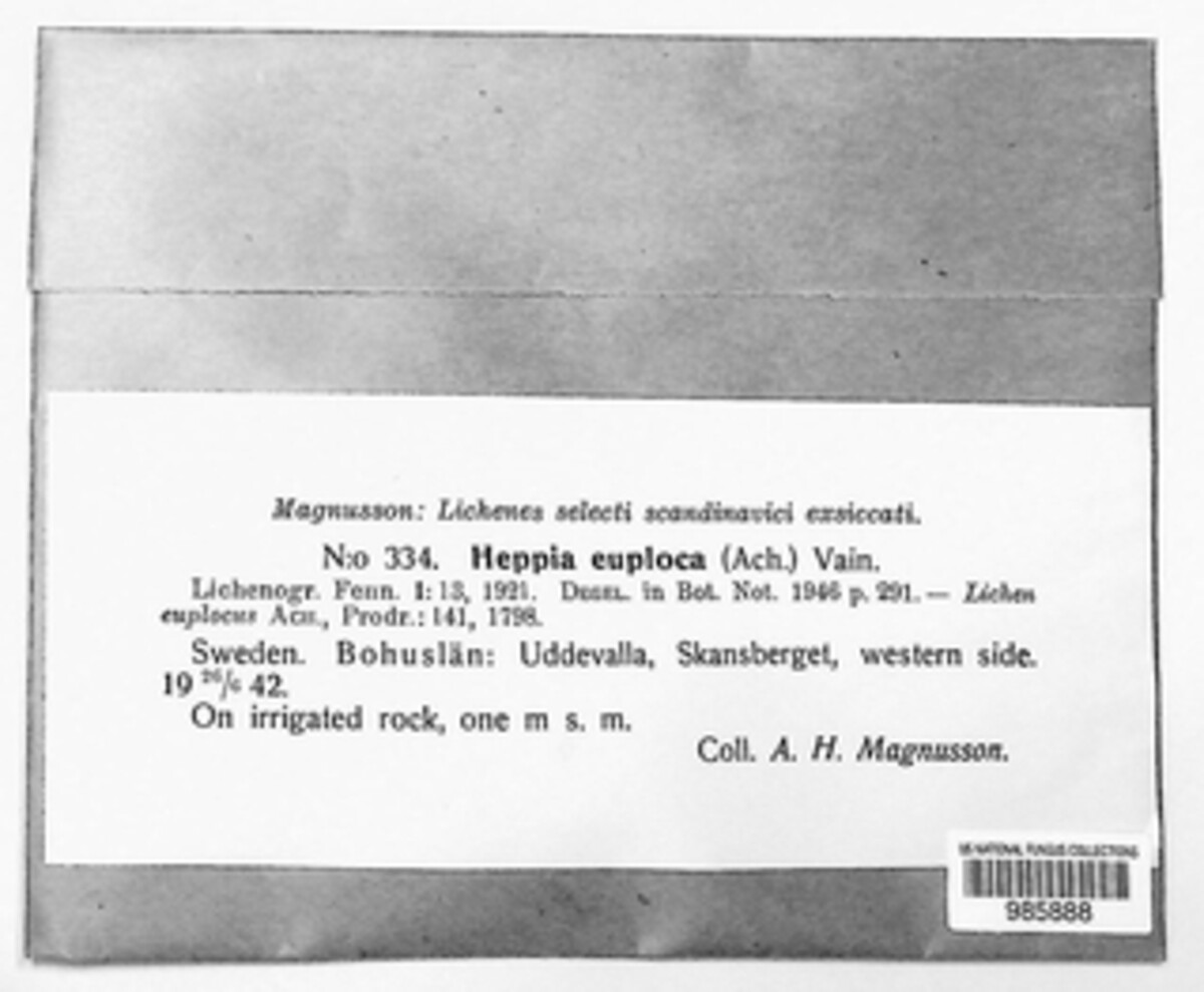Peltula euploca image